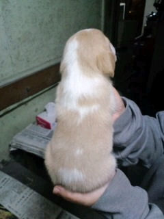 ビーグル　ブリーダー　子犬販売の専門店　AngelWan　福岡　兵庫　岡山　愛知