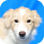 ボーダーコリー　ブリーダー　子犬販売の専門店　AngelWan　　横浜