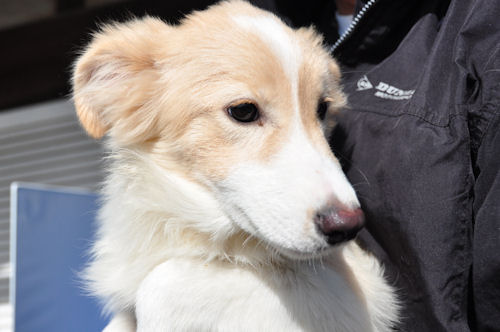 ボーダーコリー　ブリーダー　子犬販売の専門店　AngelWan　世田谷　小田原　横須賀