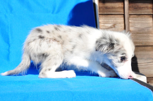 ボーダーコリー　ブリーダー　子犬販売の専門店　AngelWan　岐阜　三重　滋賀