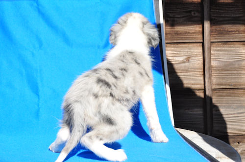 ボーダーコリー　ブリーダー　子犬販売の専門店　AngelWan　JKC　訓練競技会