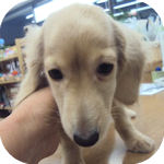 ミニチュアダックスフンド　ブリーダー　子犬販売の専門店　AngelWan　横浜
