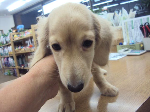 ミニチュアダックスフンド　ブリーダー　子犬販売の専門店　AngelWan　東京　神奈川