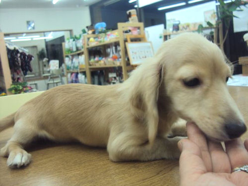 ミニチュアダックスフンド　ブリーダー　子犬販売の専門店　AngelWan　青森　秋田　岩手