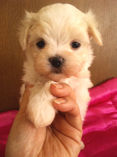 マルチーズ　ブリーダー　子犬販売の専門店 ＡｎｇｅｌＷａｎ　兵庫　福岡　神奈川　東京