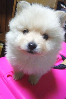 ポメラニアン　ブリーダー　子犬販売の専門店　AngelWan　町田　相模原　川崎