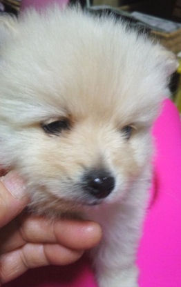 ポメラニアン　ブリーダー　子犬販売の専門店　AngelWan　藤沢　鎌倉　兵庫　福岡