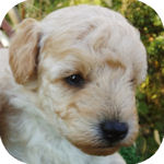 トイプードル アプリコット オス トイプードル ブリーダー 子犬販売の専門店 AngelWan 横浜