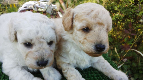 トイプードル 仔犬 画像 トイプードル ブリーダー 子犬販売の専門店 AngelWan 神奈川 ペットショップ