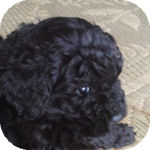 トイプードルの子犬 ブラック オス メス トイプードル ブリーダー 子犬販売の専門店 AngelWan 横浜