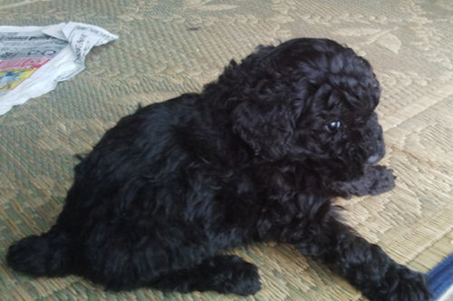 トイプードル 黒 ペットショップ トイプードル ブリーダー 子犬販売の専門店 AngelWan 東京 神奈川 兵庫 福岡 愛知