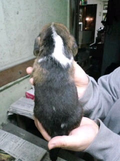 ビーグル スヌーピー 仔犬情報 ビーグル ブリーダー 子犬販売の専門店 AngelWan ハウンド 青森 長野 秋田