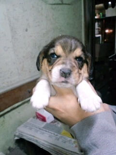 ビーグル 出産情報 ブリーダー ビーグル ブリーダー 子犬販売の専門店 AngelWan 東京 神奈川 千葉 埼玉