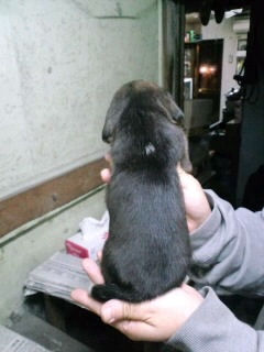 ビーグル 仔犬直販 ブリーダー ビーグル ブリーダー 子犬販売の専門店 AngelWan 岩手 福島 宮城 茨城