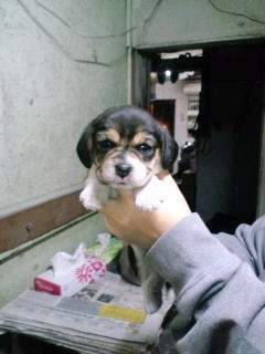 ビーグル 子犬出産情報 ブリーダー ビーグル ブリーダー 子犬販売の専門店 AngelWan 滋賀 三重 岐阜 静岡