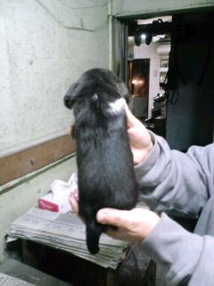 ビーグル ペット通販 仔犬 ビーグル ブリーダー 子犬販売の専門店 AngelWan TOKYO 全国対応可能