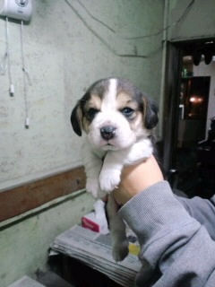 ブリーダー 子犬 画像 ビーグル ブリーダー 子犬販売の専門店 AngelWan 戸塚区 泉区 都筑区