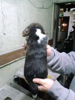 ビーグル　ブリーダー　子犬販売の専門店　AngelWan　港北区　青葉区　緑区