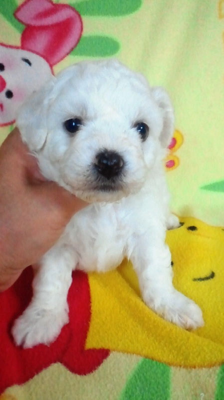 ビションフリーゼ　ブリーダー　子犬販売の専門店　AngelWan　兵庫　愛知　福岡