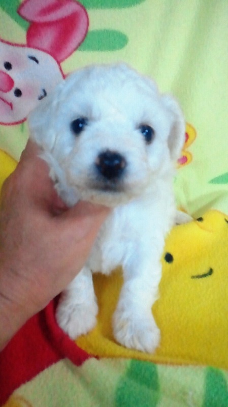 ビションフリーゼ　ブリーダー　子犬販売の専門店　AngelWan　川崎　町田　湘南