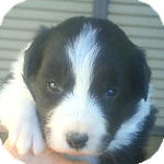 ボーダーコリーの子犬 ブラック&ホワイト メス ボーダーコリー ブリーダー 子犬販売の専門店 AngelWan 横浜