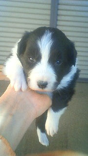 ボーダーコリー 人気犬種 ドッグスポーツ ボーダーコリー ブリーダー 子犬販売の専門店 AngelWan 神奈川 東京 千葉