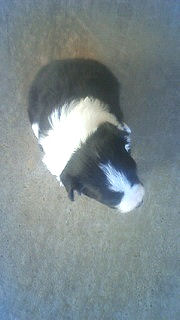 ボーダーコリー フルカラー ブレーズ 柄良し ボーダーコリー ブリーダー 子犬販売の専門店 AngelWan 兵庫 福岡 京都 愛知