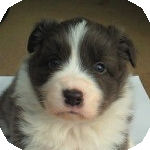 ボーダーコリー　ブリーダー　子犬販売の専門店　AngelWan　横浜