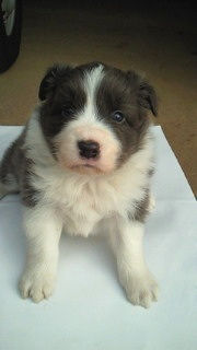 ボーダーコリー　ブリーダー　子犬販売の専門店　AngelWan　福岡　兵庫　長野