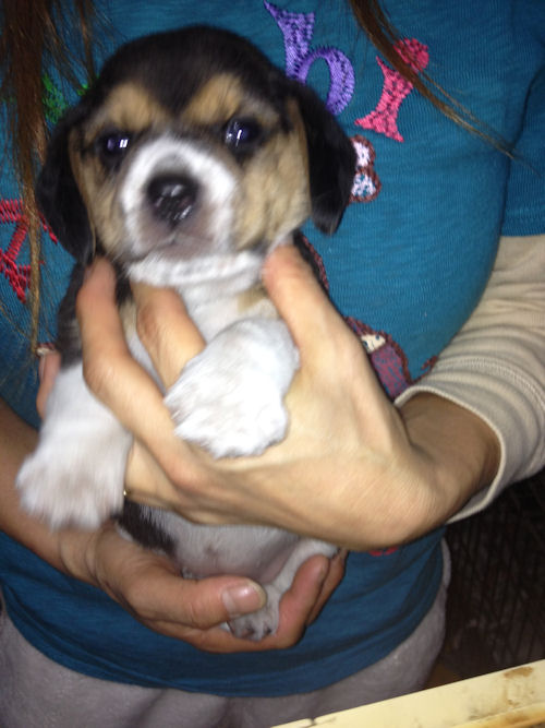 ビーグル 子犬 ペットショップ ビーグル ブリーダー 子犬販売の専門店 AngelWan 東京 千葉 埼玉 兵庫 福岡