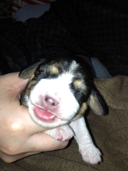 ビーグルの子犬　ブリーダー　子犬販売の専門店　AngelWan　千葉　東京　神奈川　埼玉