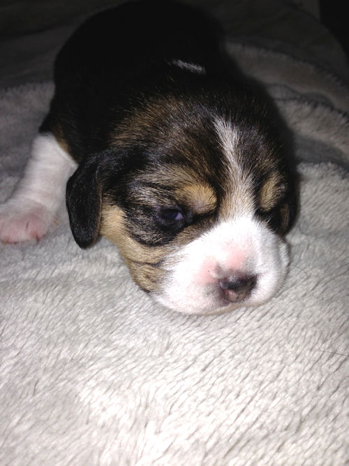 ビーグル　ブリーダー　子犬販売の専門店　AngelWan　戸塚　川崎　町田　相模原　藤沢