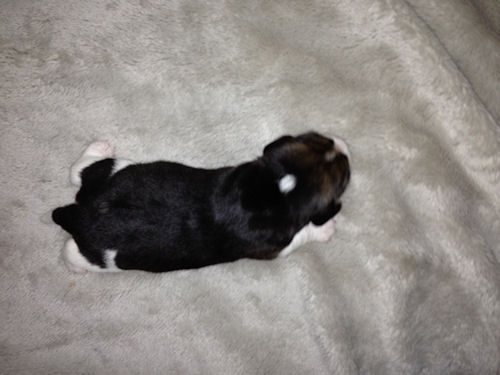 ビーグル　ブリーダー　子犬販売の専門店　AngelWan　港南区　都筑区　青葉区　瀬谷区