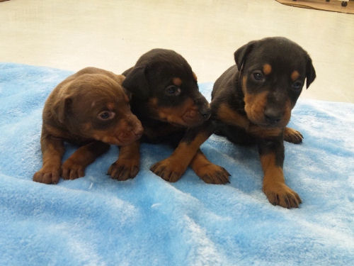 ドーベルマン　ブリーダー　子犬販売の専門店　AngelWan　ブラックタン　血統優秀