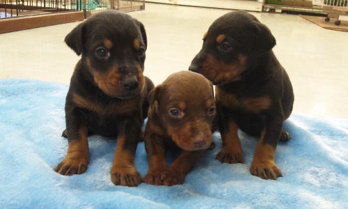 ドーベルマン　ブリーダー　子犬販売の専門店　AngelWan　湘南　川崎　町田　相模原