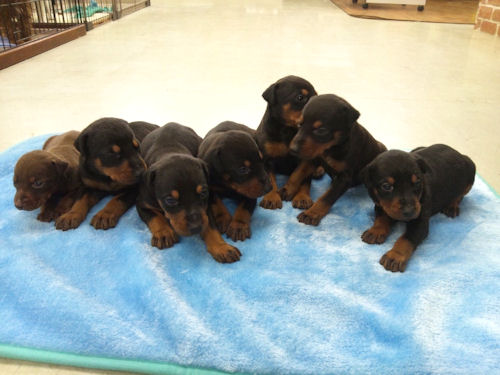 ドーベルマン　ブリーダー　子犬販売の専門店　AngelWan　飼い主さま募集中