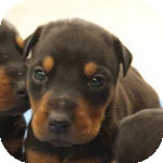 ドーベルマン　ブリーダー　子犬販売の専門店　AngelWan　横浜