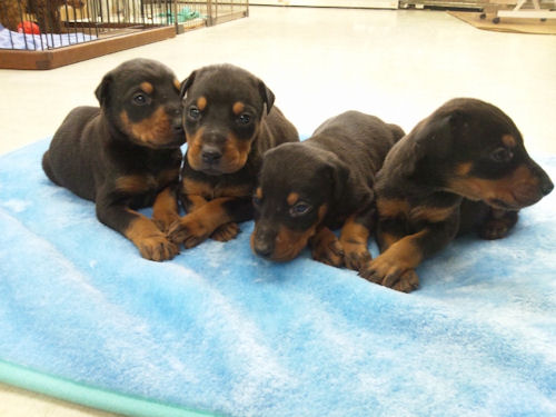 ドーベルマン　ブリーダー　子犬販売の専門店　AngelWan　戸塚区　泉区　瀬谷区　南区