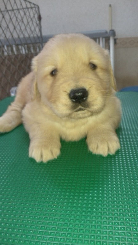 ゴールデンレトリバー ブリーダー ペットショップ ゴールデンレトリバー ブリーダー 子犬販売の専門店 AngelWan 川崎 町田 相模原