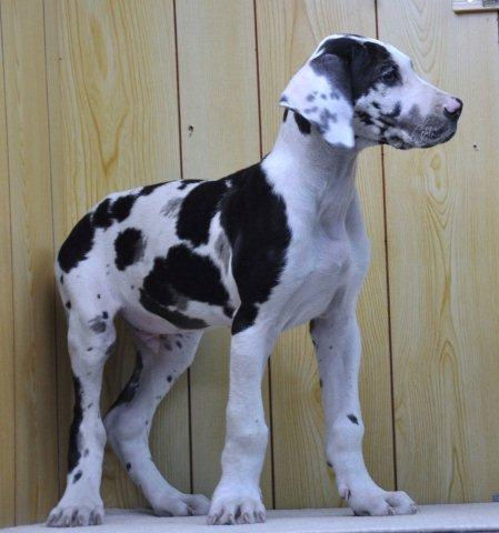 グレートデン 仔犬情報 ブリーダー グレートデン ブリーダー 子犬販売の専門店 AngelWan 東京 神奈川 千葉 埼玉