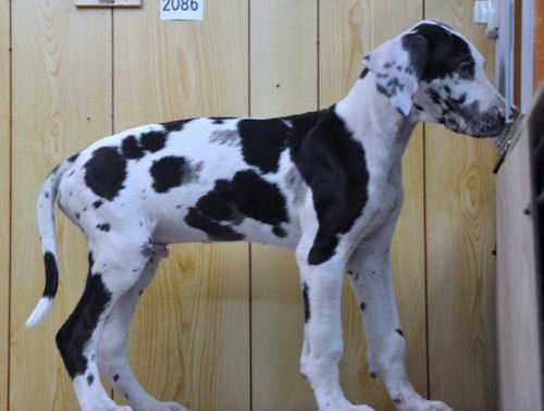 グレートデン ペットショップ 横浜 グレートデン ブリーダー 子犬販売の専門店AngelWan 藤沢 横須賀 鎌倉 葉山 逗子