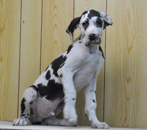 グレートデン　ブリーダー　子犬販売の専門店　AngelWan　青葉区　緑区　瀬谷区　中区