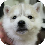 シベリアンハスキー　ブリーダー　子犬販売の専門店　AngelWan　横浜