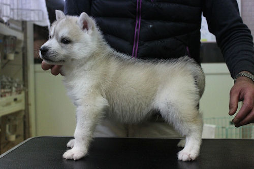 シベリアンハスキー　ブリーダー　子犬販売の専門店　AngelWan　青森　秋田　岩手