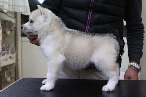 シベリアンハスキー　ブリーダー　子犬販売の専門店　AngelWan　福島　宮城　茨城