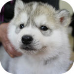 シベリアンハスキー　ブリーダー　子犬販売の専門店　AngelWan　横浜