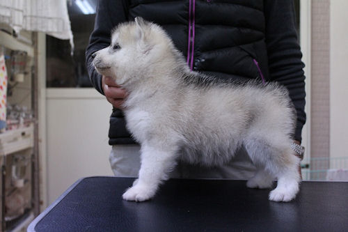 シベリアンハスキー　ブリーダー　子犬販売の専門店　AngelWan　ANA　JAL 空輸対応