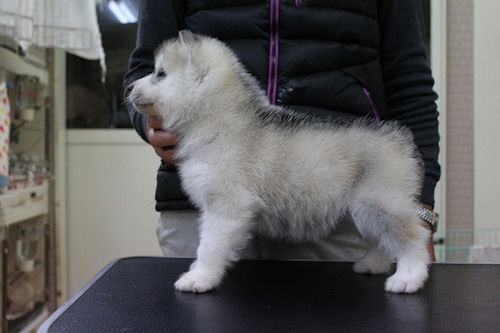 シベリアンハスキー　ブリーダー　子犬販売の専門店　AngelWan　戸塚区　泉区　港南区