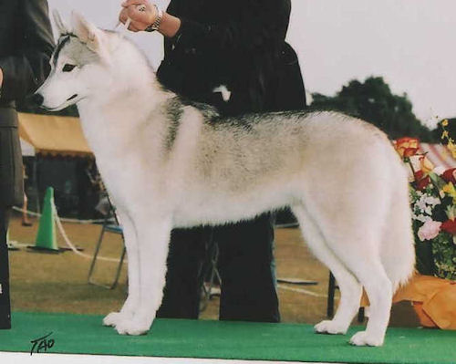 シベリアンハスキー　ブリーダー　子犬販売の専門店　AngelWan　横浜　母犬