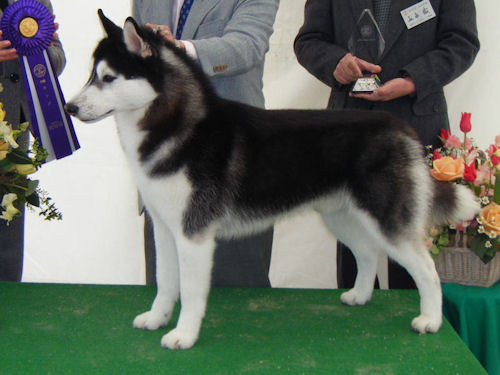 シベリアンハスキー　ブリーダー　子犬販売の専門店　AngelWan　横浜　父犬　